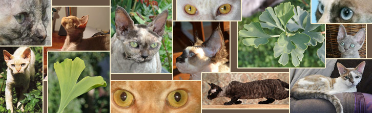 Rex devon de la chatterie des 3 Ginkgo