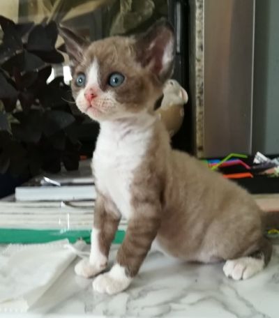 Bébé Phoenix a 1 mois et 10 jours. Il est seal mink et blanc.