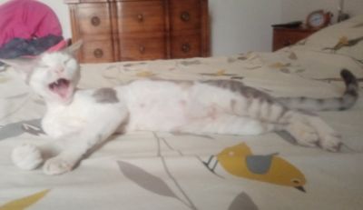 Nanou attend des bébés pour mi août