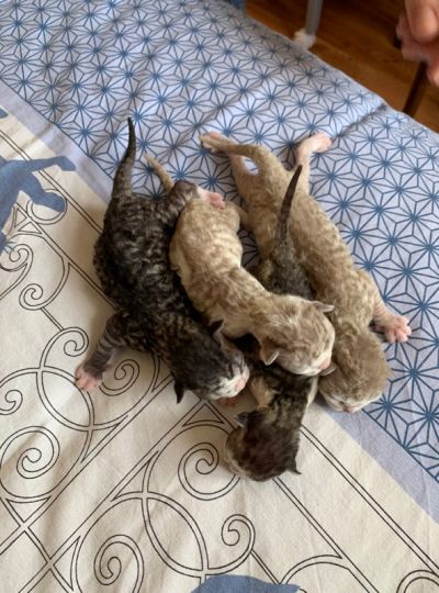 La portée de Nanou et Jolicoeur est arrivée le 13/08/2019