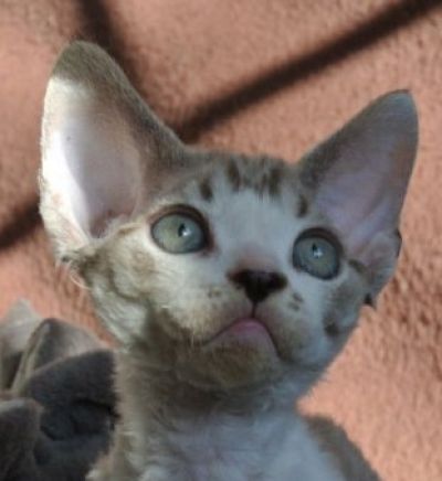 Encore 1 chaton disponible suite désistement de sa future famille