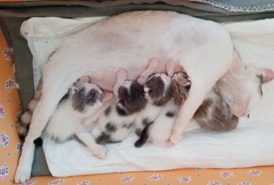 Naissance des bébés de Scarlett nés de père inconnu ;-(