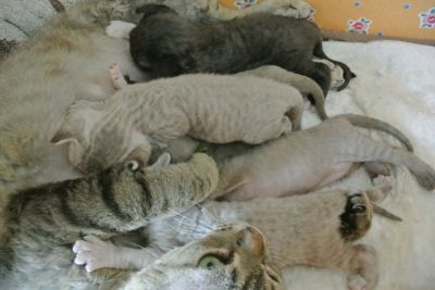 des photos des chatons bientôt