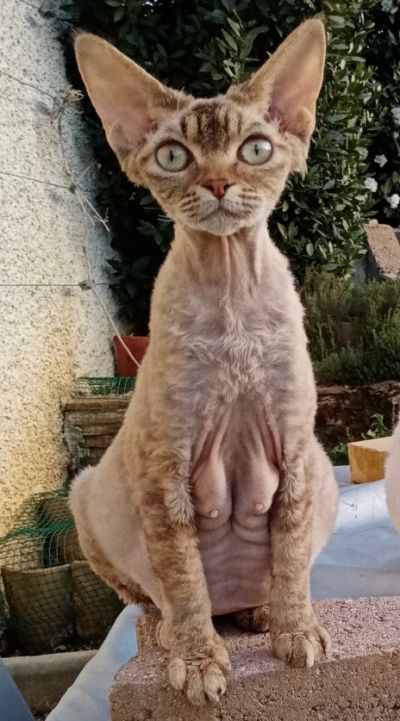 Circé 