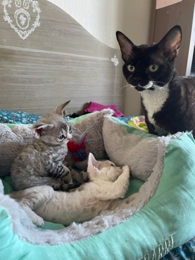 Plus de chaton disponible dans la portée de Naomi et Gulli