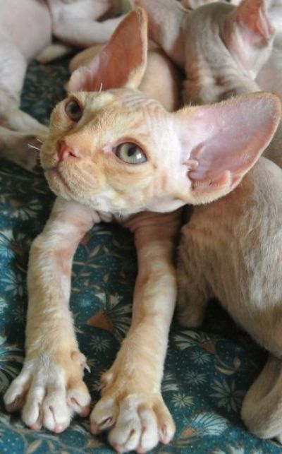 Le chaton roux de Taszka